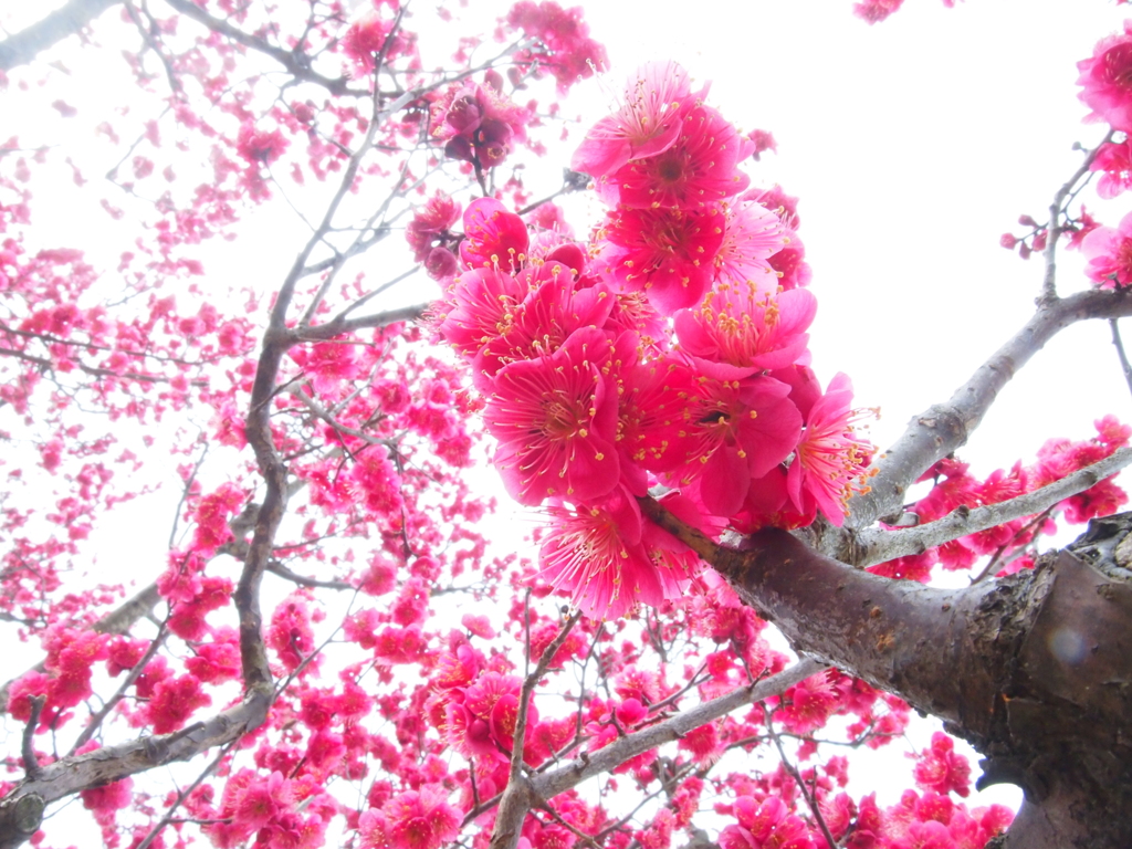 宇宙の花