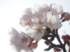 透過的な感じな桜