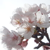 透過的な感じな桜
