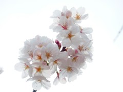 空中に漂う桜塊