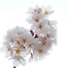 空中に漂う桜塊