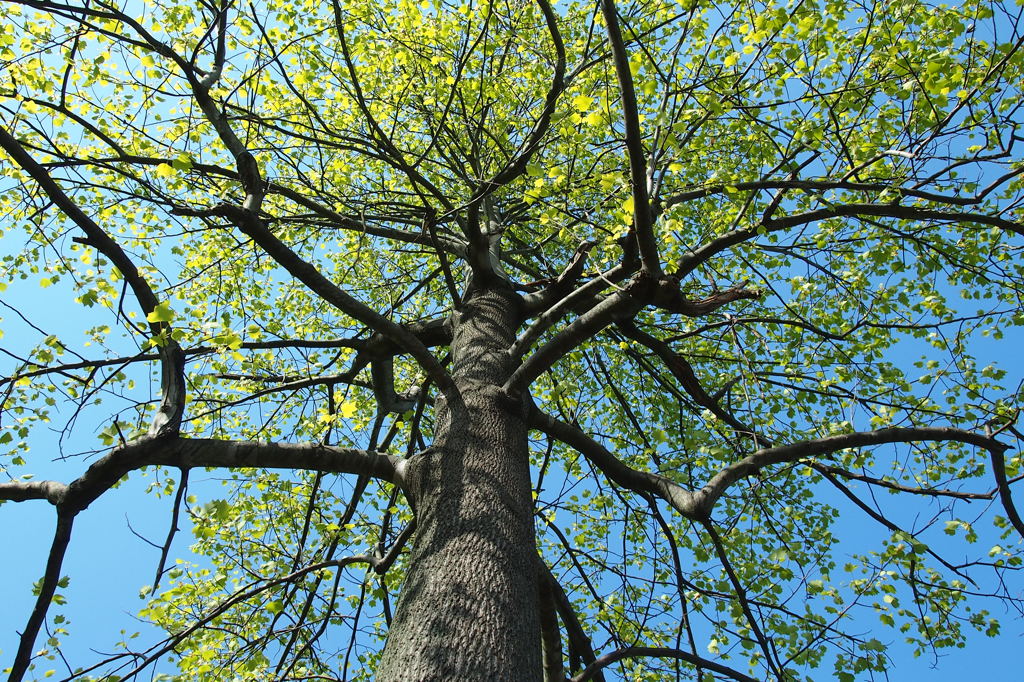 green and blue