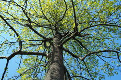 green and blue