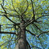 green and blue
