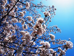 快晴に桜はよく似合う