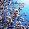 快晴に桜はよく似合う