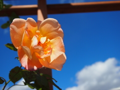 Blue Sky Rose