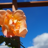 Blue Sky Rose