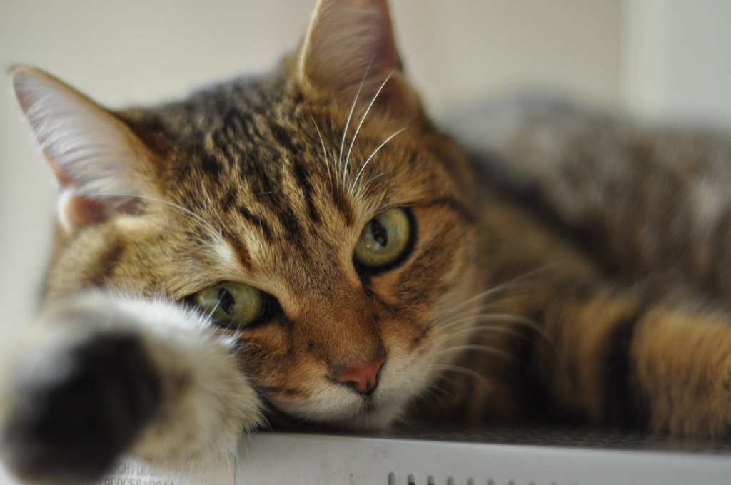 猫