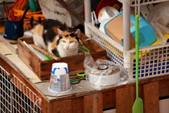雨宿りの島猫