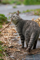 坂道の猫　尾道ニャン