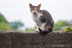雨の日の島猫