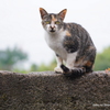 雨の日の島猫