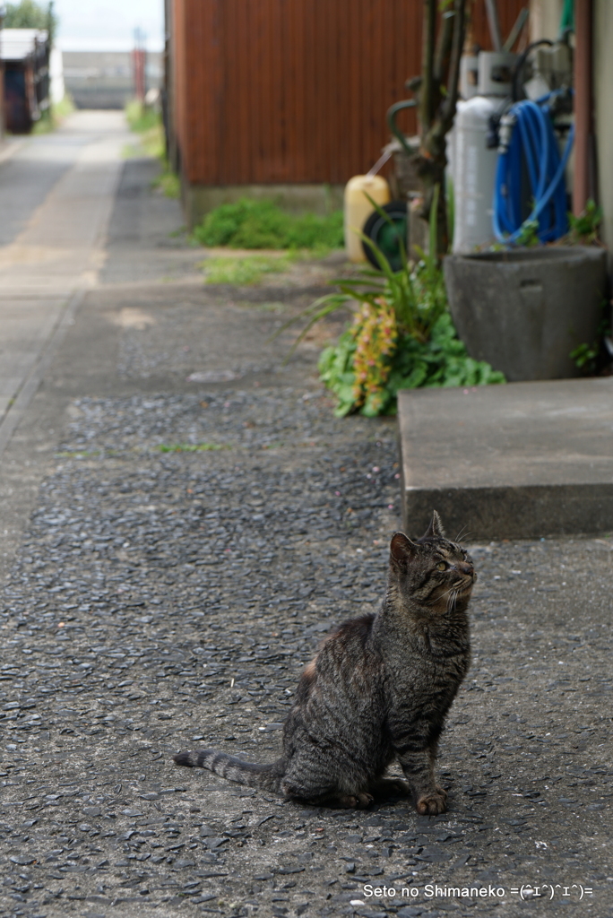 島の猫
