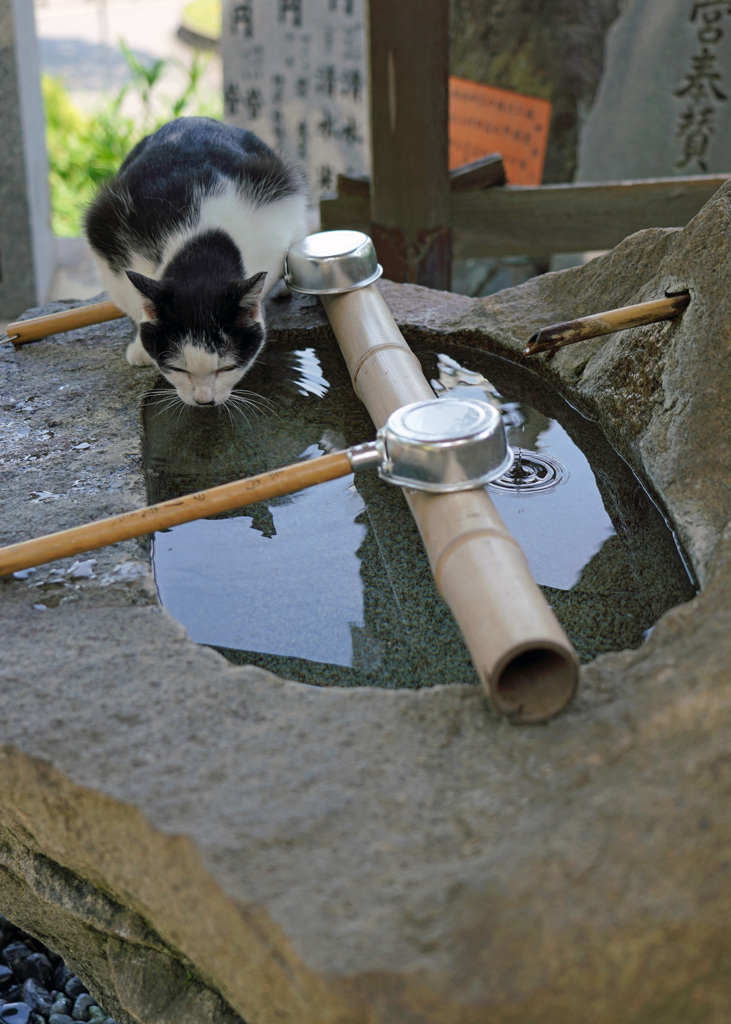 猫神さんのニャン