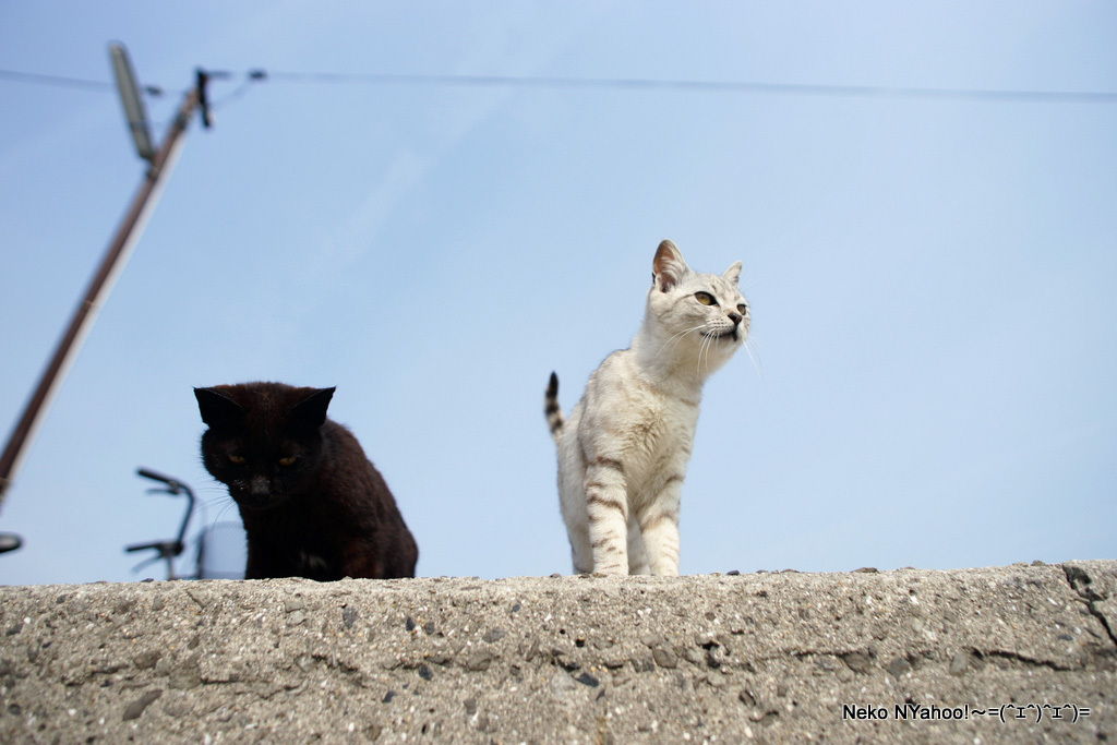 島猫・サバトラちゃんとクロ