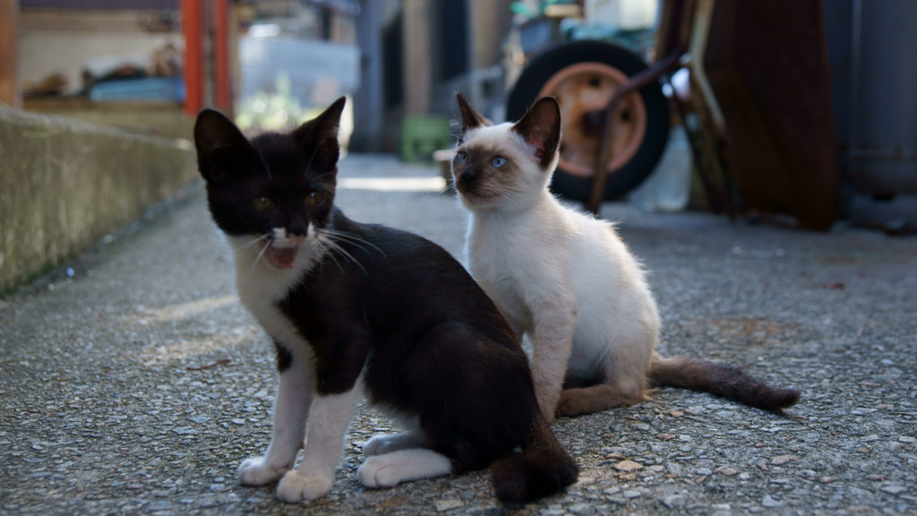 岩黒島　ねこ