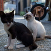 岩黒島　ねこ