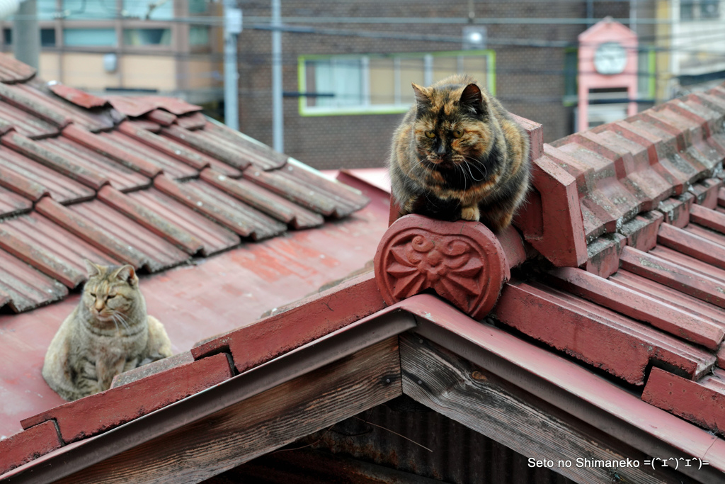 坂道の猫