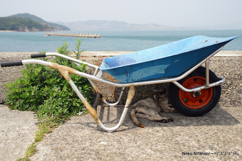 一輪車と島猫