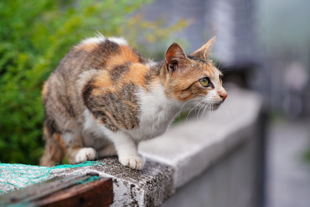 雨の日の島猫