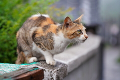 雨の日の島猫