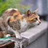 雨の日の島猫