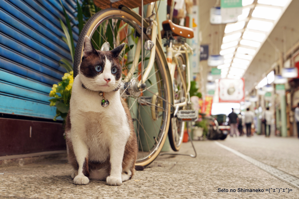 商店街のレディニャン