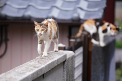雨の日の島猫