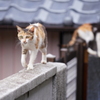 雨の日の島猫