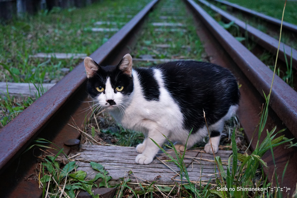 猫と線路