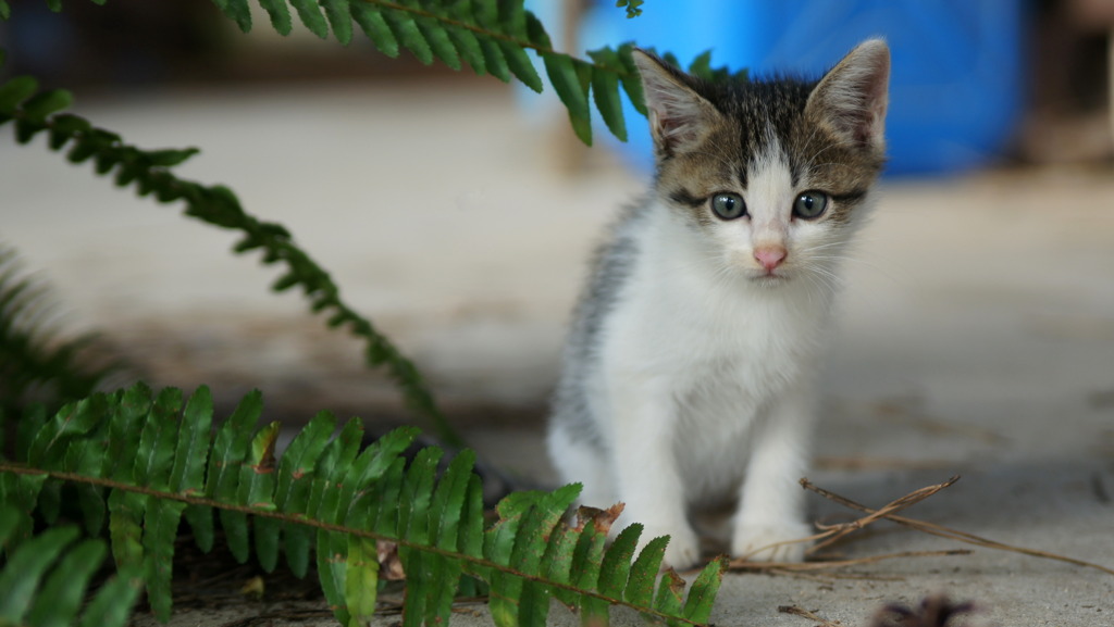 こね~こ猫ねこ仔猫ねこ189