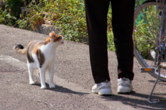 粟島-三毛猫