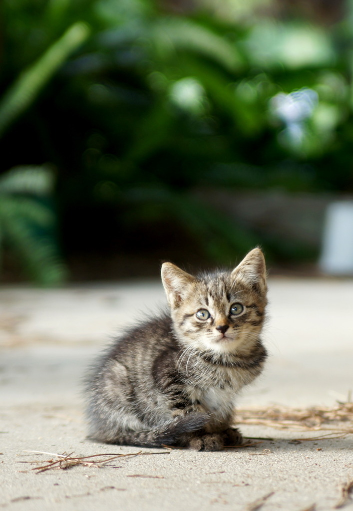 こね~こ猫ねこ仔猫ねこ210