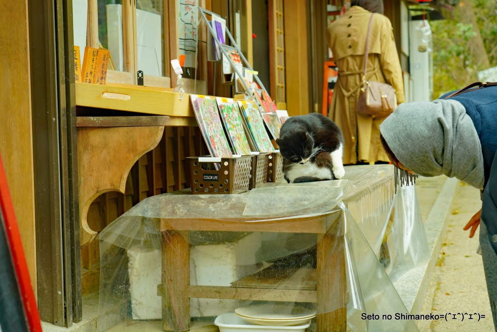 京都の猫