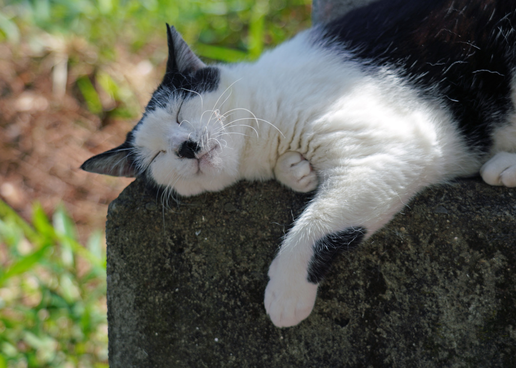 猫神さんのニャン