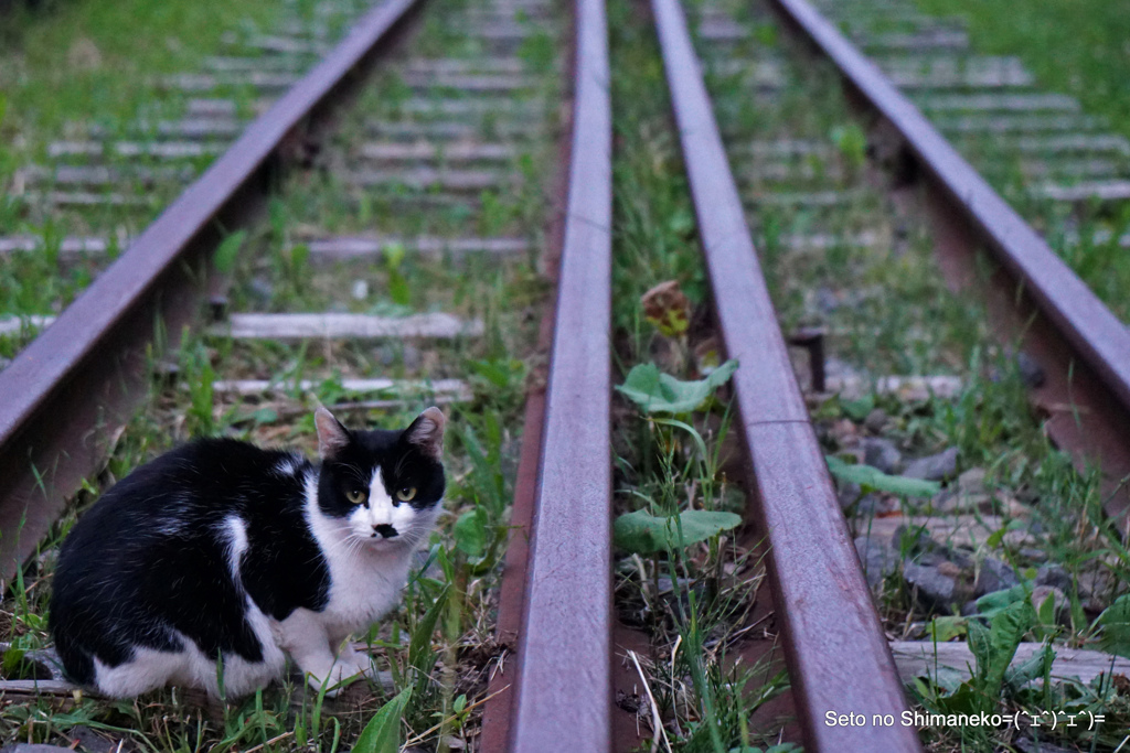 猫と線路
