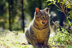 京都の猫　キジトラ