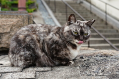 坂道の猫　サビマーブル