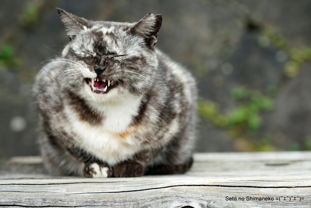 坂道の猫　サビマーブル