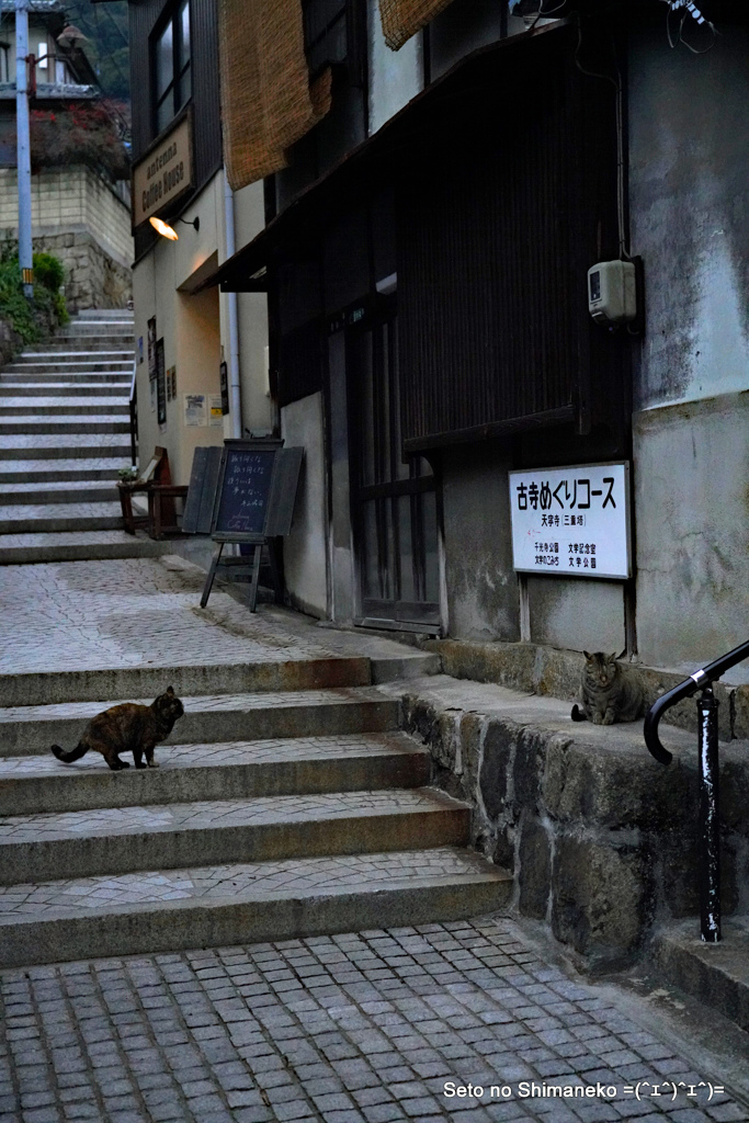 坂道の猫　尾道