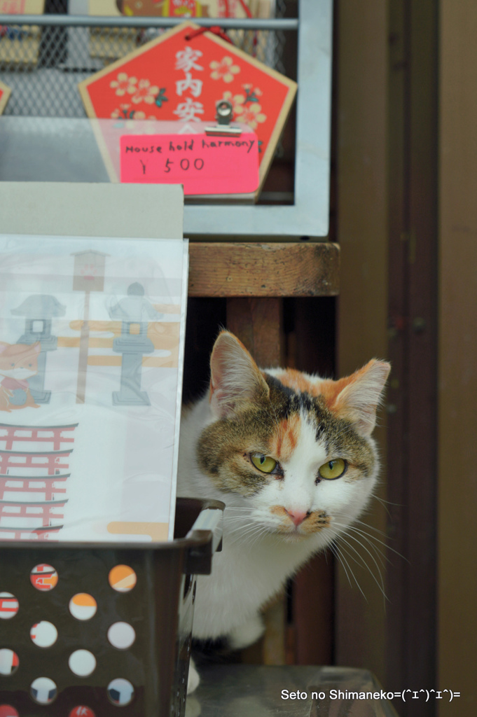 京都の猫