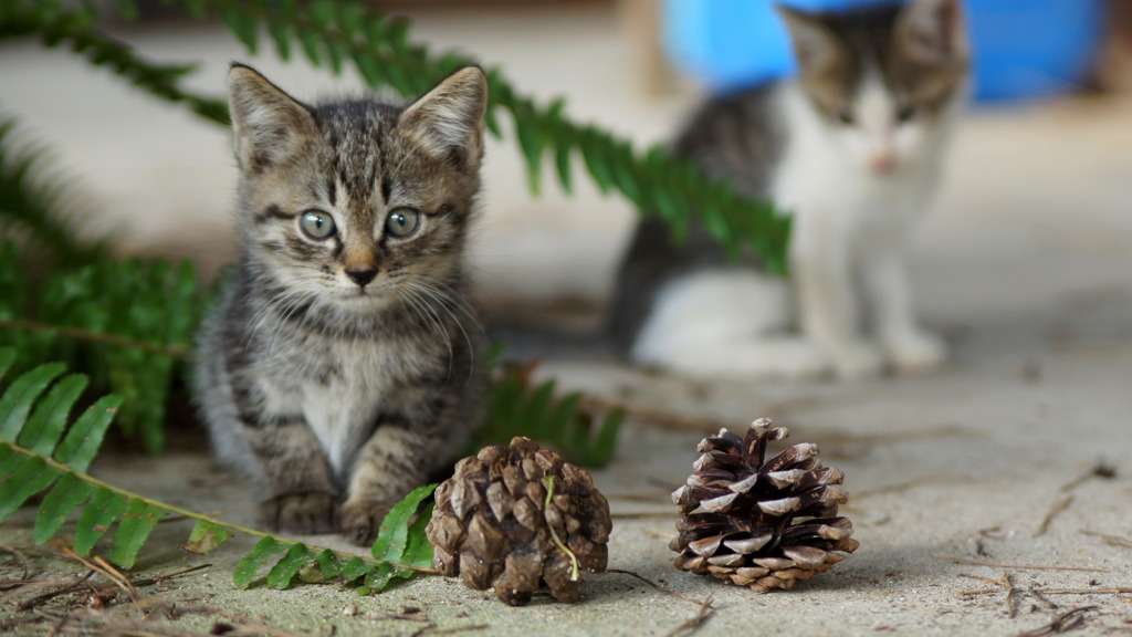 こね~こ猫ねこ仔猫ねこ169