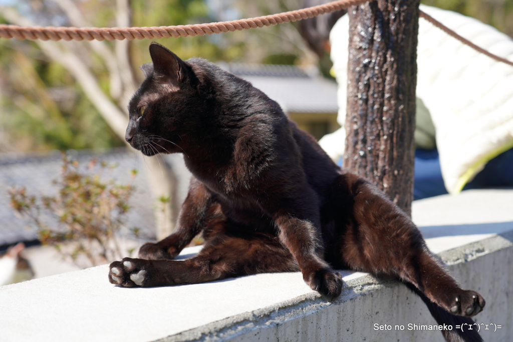 京都の猫ークロ