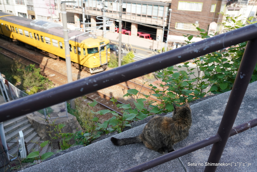 猫と電車