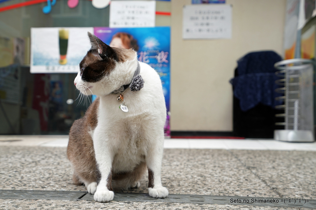 商店街のレディニャン