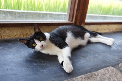 夏の猫