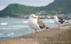 岬のかもめ