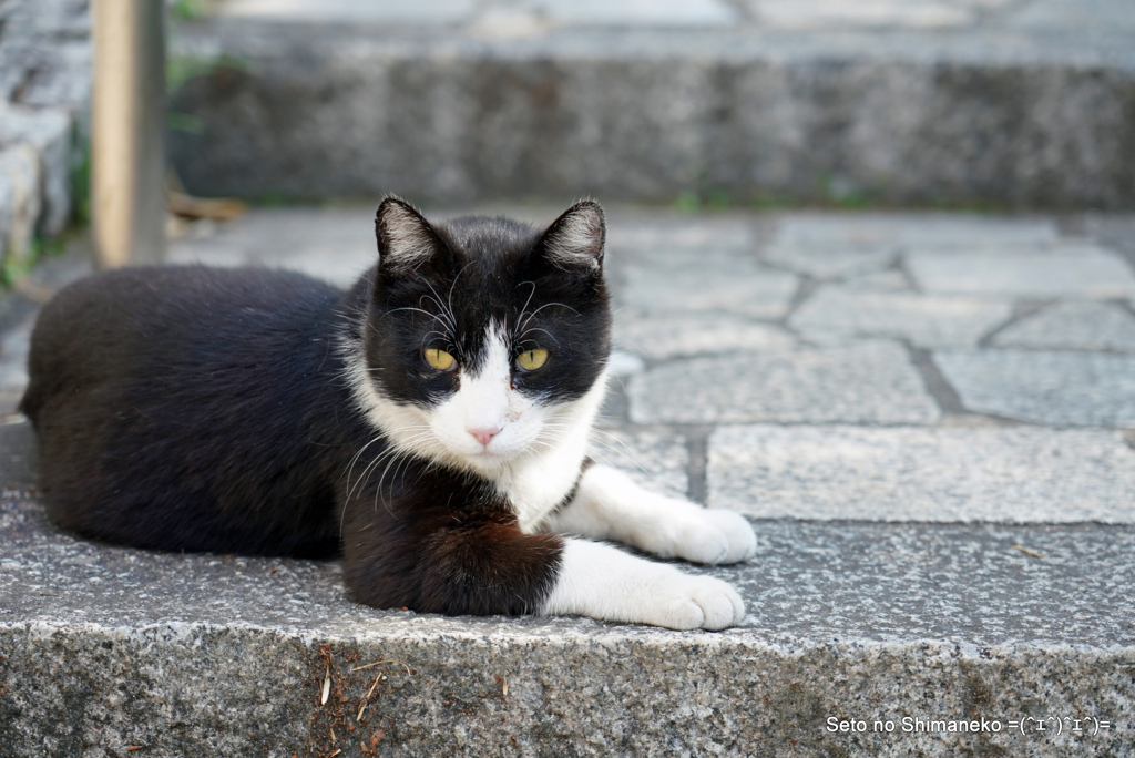 坂の上の猫