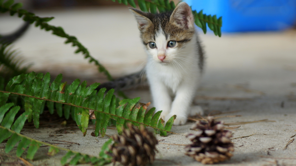 こね~こ猫ねこ仔猫ねこ183